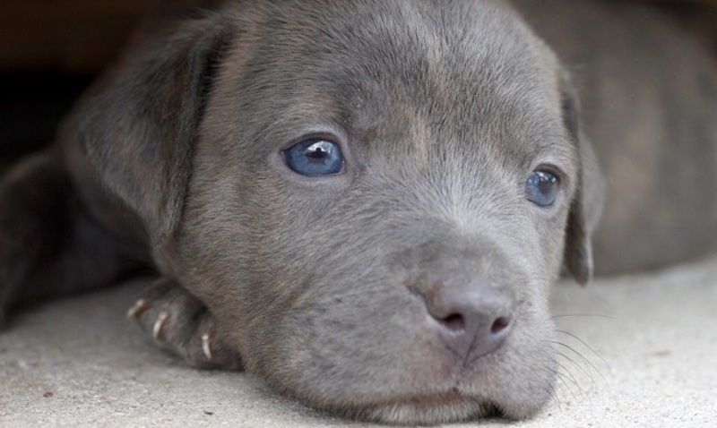 صور رائعة لكلاب بعيون زرقاء.. لا تفوتوا مشاهدتها!